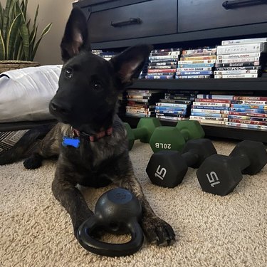 dog sitting in front of a kettlebell and dumbbells.