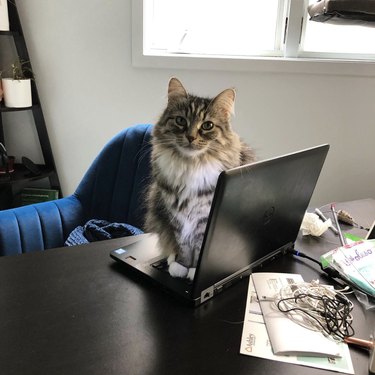 a cat sitting daintily on an open laptop.