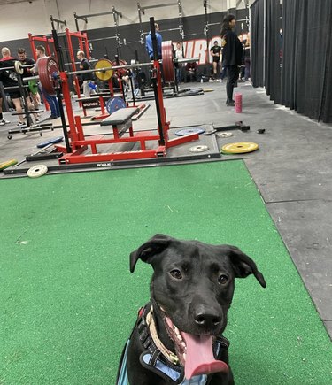 dog sitting on a green mat at the gym.