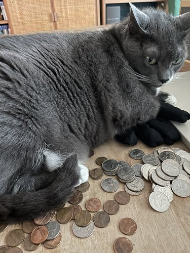 cat protecting pile of coins