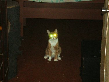 cat with laser eyes