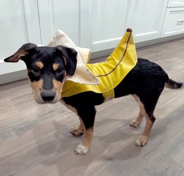 dog in banana costume