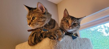 two tabby cats in cat tower