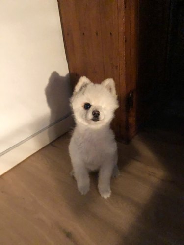 one-eyed dog looks like fluffy cloud with legs