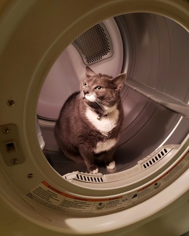 cat in washing machine