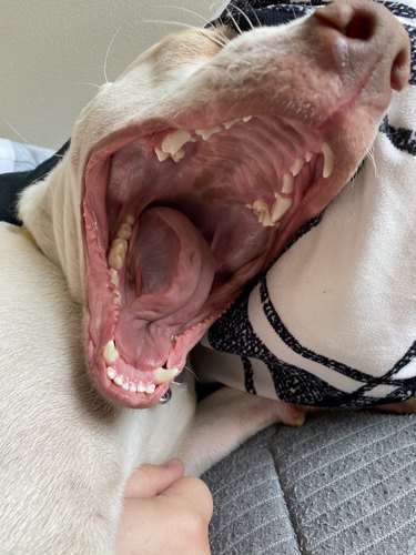dog yawing