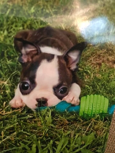 tiny puppy with chew toy