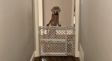 dog guarding baby gate