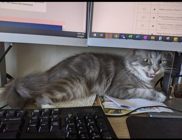 cat sleeping under computer monitors