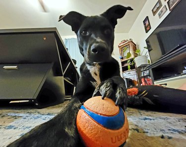 dog holding tennis ball