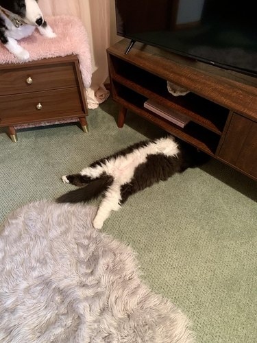 cat under sideboard and looks like they're under a car fixing the engine.