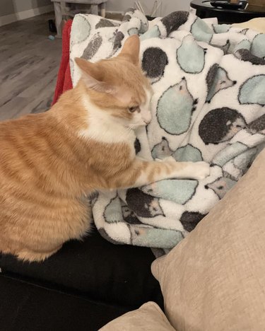 cat making biscuits on blanket with hedgehog pattern.