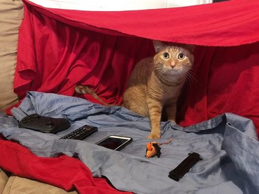 Orange cat under blanket fort with remote controls and electronics.
