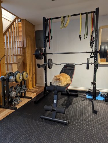 fluffy cat sitting on weight lifting bench.