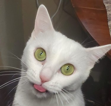 close up of white cat with green eyes.
