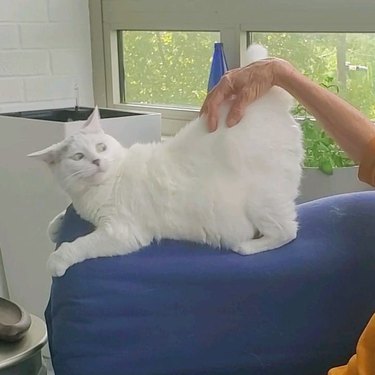 cat sticking butt up in the air while being pet.