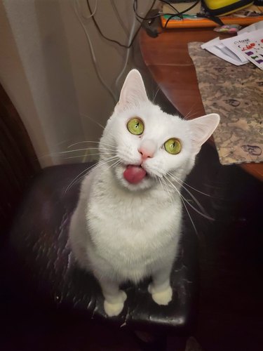 white cat with green eyes looks like alien.