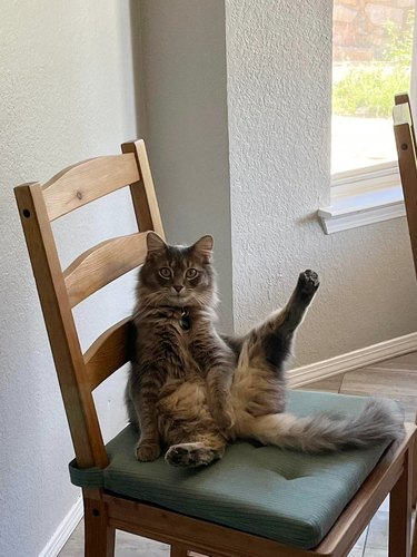 cat sticking one leg up while sitting on a chair.