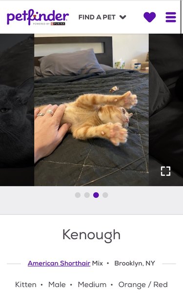 Post of an orange American shorthair cat whose name is Kenough in reference to the Barbie movie character.