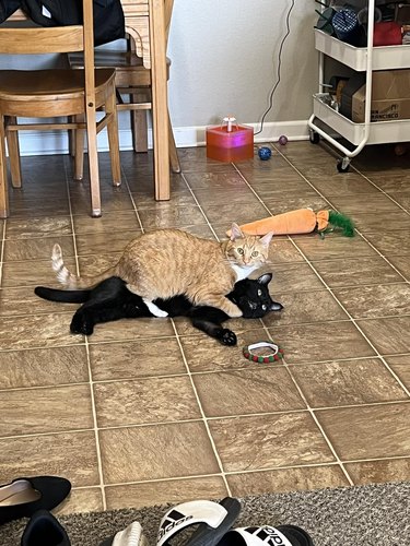 orange cat laying on top of black cat.