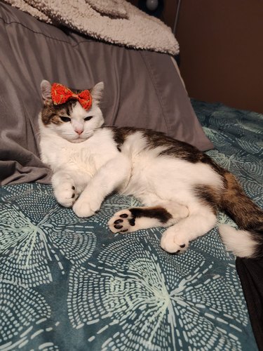 cat with red bow on head.