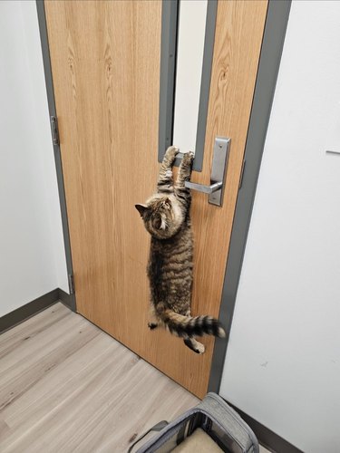 cat trying to escape vet's office.
