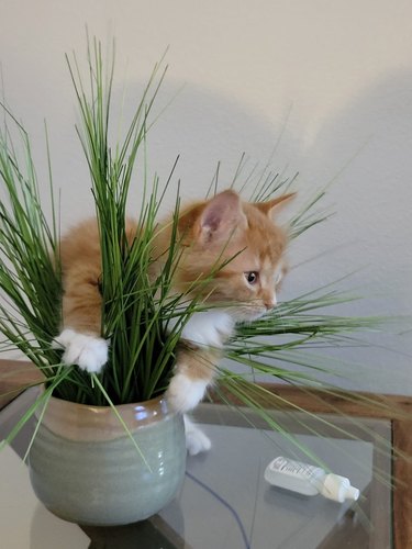 orange cat playing in a plastic plant.