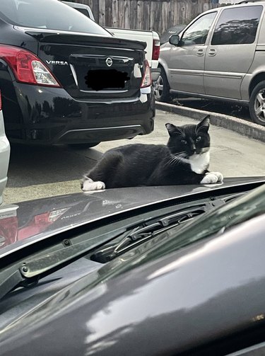 cat resting on hood of car.