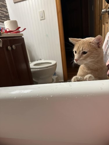 cat discovers bath tub.