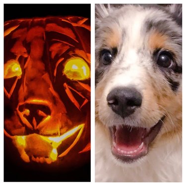 side-by-side view of dog and dog-o-lantern