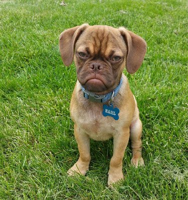 A grumpy looking puppy with a collar that says "Earl" sits in the grass.