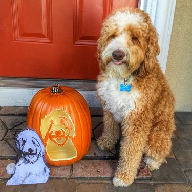 dog sits next to pumpkin