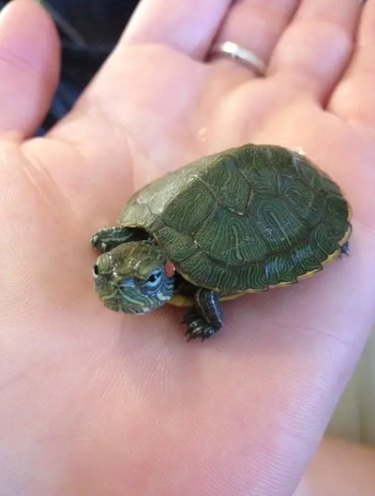 A small turtle looks grumpy while being held in someone's open hand.