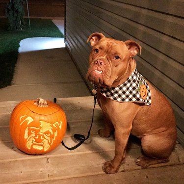 bulldog poses with dog-o-lantern