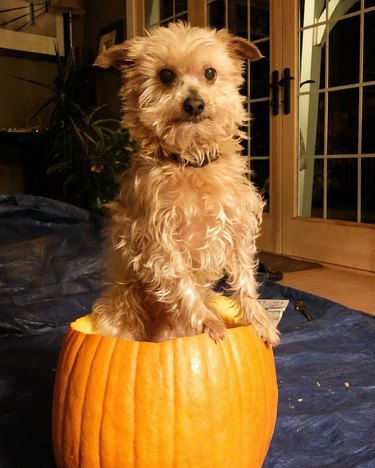 dog in pumpkin