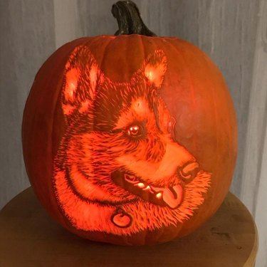 corgi's face carved into pumpkin