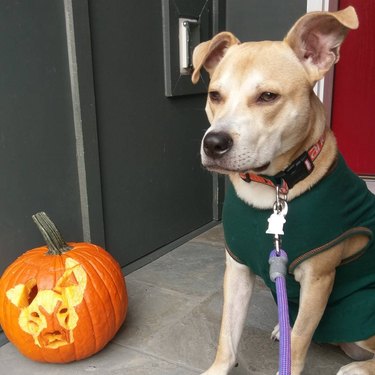dog not impressed with pumpkin carving