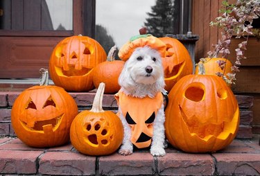 dog in pumpkin costume poses with halloween pumpkins