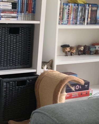 A cat is hiding in between two bookcases.