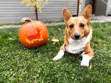 dog sits next to pumpkin