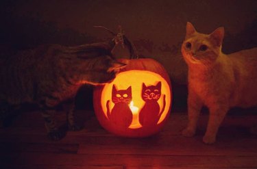 cats pose next to cat-o-lantern