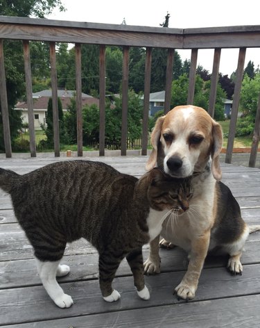 These Very Important Photos Of Curly-Haired 'Poodle Cats' Will Make You So  Happy