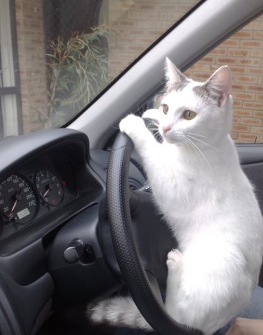 A white cat sitting on a steering wheel, with their paws on the wheel as if they're driving.