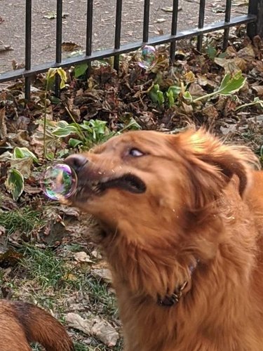Dog biting down right next to a bubble