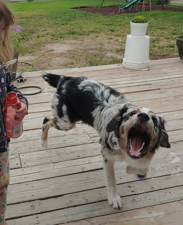 Australian Shepherd trying to catch bubbles