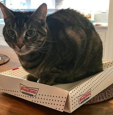 A brown striped cat sitting on and crushing a box of Krispy Kreme donuts.