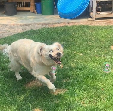 Dog chasing bubbles