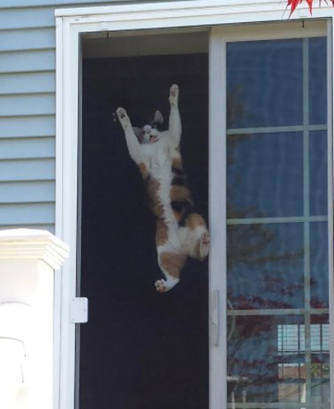 A calico cat clings to a screen door, looking like they are trying to escape.