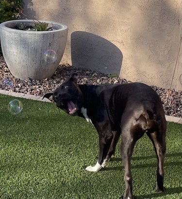 Dog looking over shoulder at bubble with surprise
