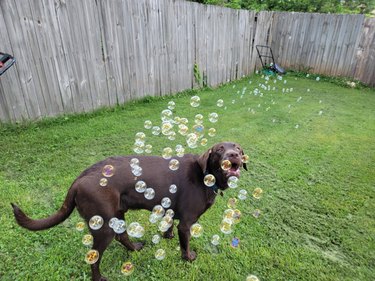 Dog watching stream of bubbles